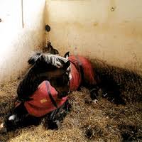 Veterinary Science: preventing colic 1 colica 2