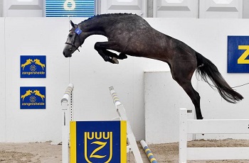 completely Z Z online auction 2017 0 1