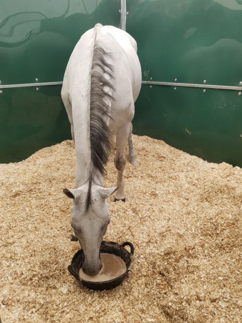 Nutrizione equina: che cereali scegliere per l’alimentazione del proprio cavallo? 1 cortal horse cereali