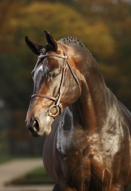 Nuovo top horse per Dirk Demeersman. 1 cos 0
