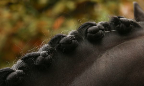 criniera dressage