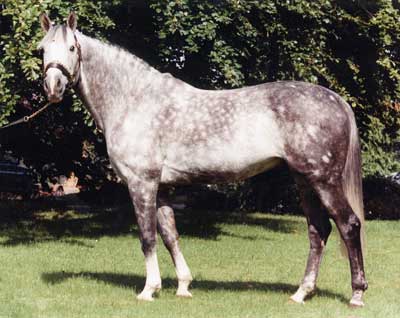 Super Irish stallion Cruising dies at age 29 1 cruising1 1