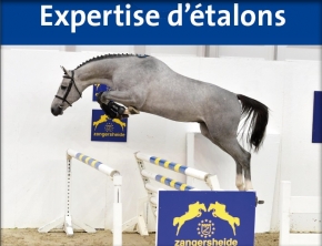 Deauville welcome 52 stallions to International Polo Show 1 deauville etalon 2017 1
