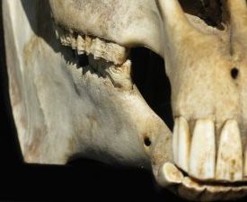 denti 1