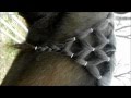 diamante 0