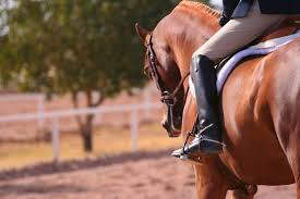 dressage generico
