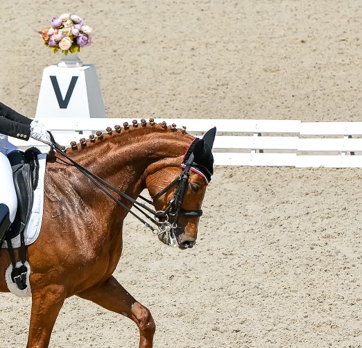 dressage marta kent. 2