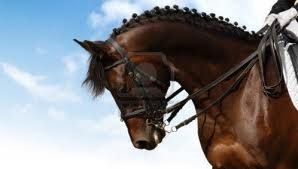 dressage 0