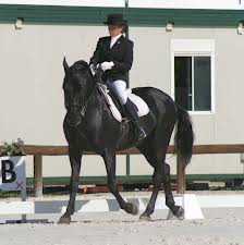 dressage 3