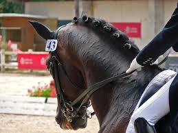 dressage 5