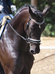 dressage 6 1