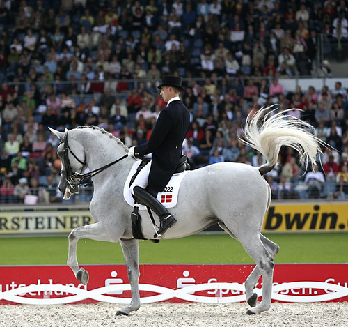 Equitazione Sicilia, assegnate le medaglie regionali per il dressage 1 dressagevariaaachen