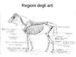 Horse Anatomy: second in depth analysis 1 equin.preview 0 1