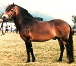 La razza exmoor a rischio 1 exmoor 1