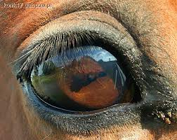 Endurance events in the UAE cancelled by international governing body FEI. 1 eye