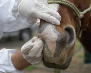 Veterinaria: Dalla Francia raccomandano vigilanza, rischio epidemia influenza equina 1 febbre