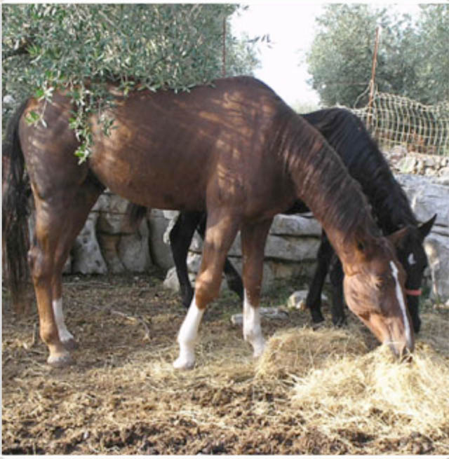 Rubato un cavallo nel Lazio 1 fideliojet