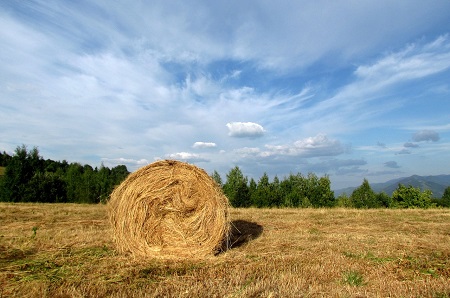Lo sviluppo del cavallo, tra alimentazione e lavoro 4 Balla di fieno