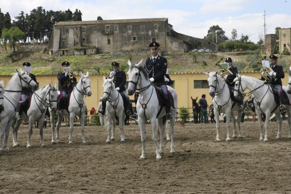 fiera amelia