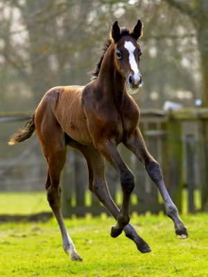 foal