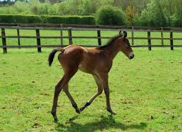 Lanaken ready for Z-Festival 1 foal 1 1