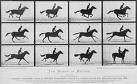 foto animate muybridge 0