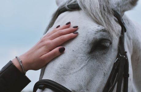 foto cavallo 1