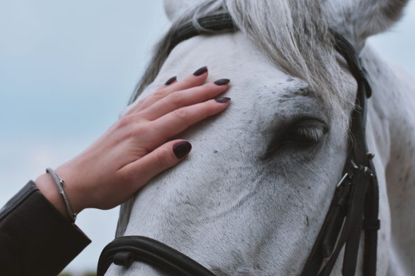 una ragazza accarezza il muso di un cavallo grigio