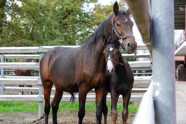 Veterinaria: avere un puledro è una grande gioia, tuteliamola 1 foto club hongisto. 0