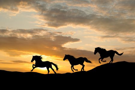 Zoppia nel cavallo: una valutazione in rapporto alle andature 5 Zoppia del cavallo: come riconoscerla da trotto e galoppo