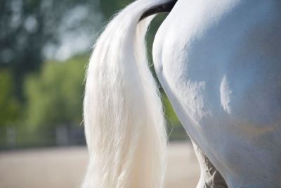 Veterinaria: Cosa significa allenare un cavallo e cos'è la Sindrome generale di adattamento 5 foto iStock c Rberryphoto