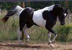 futurity 1