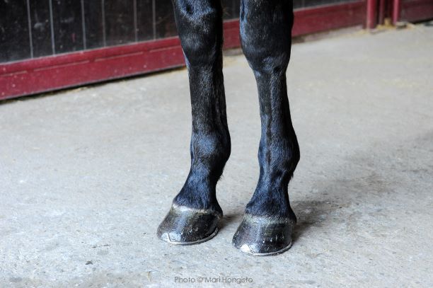 Veterinaria e allevamento: la nomenclatura zoognostica dal libro del dottor Vittorio Meschia 1 gambe
