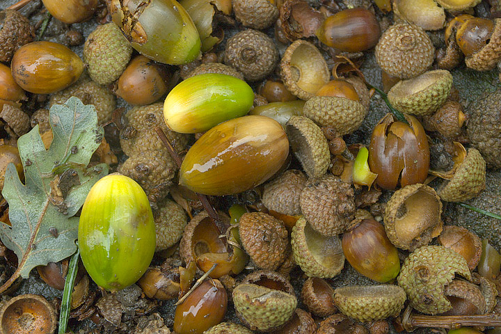 Veterinary Science: a warning about acorns 1 ghiande 1