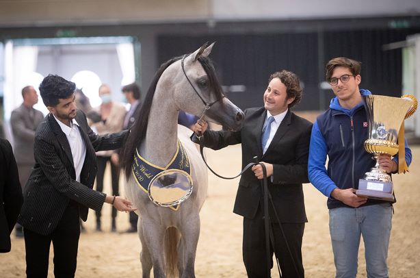 Cavallo Arabo : Straight Egyptian World Championship 1 gold y filly 0