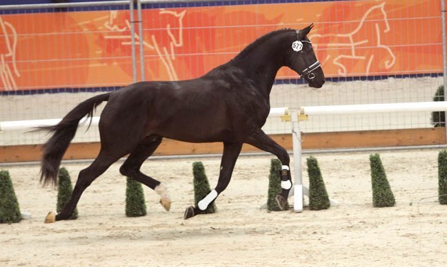 Mercato Dressage: il nuovo gioiellino di Adelinde Cornelissen. 1 governor