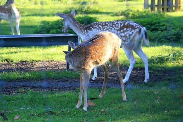 greenwich park 2