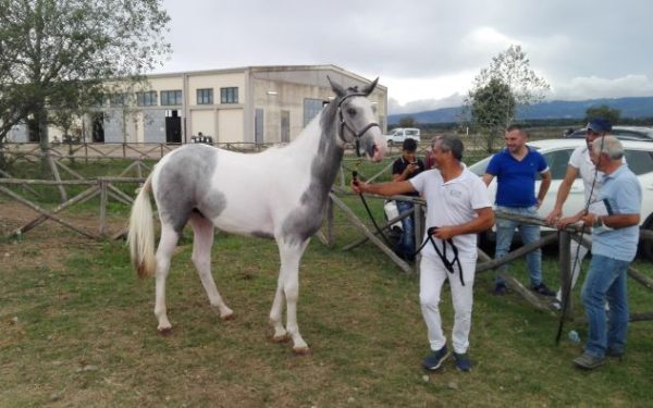 grigio pezzzato