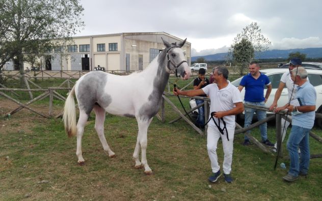 Entra nel vivo a Tanca Regia il 58° Premio Regionale Sardo 1 grigio pezzzato