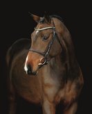 Holsteiner Verband spring auction: full performer list 1 holst2 1