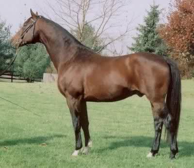 holsteiner 1