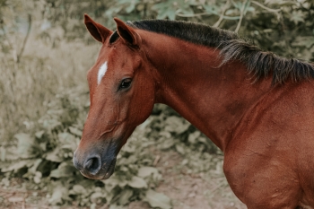 horse 2