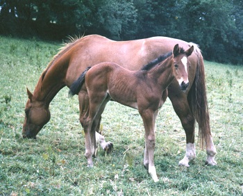horse wellness 1