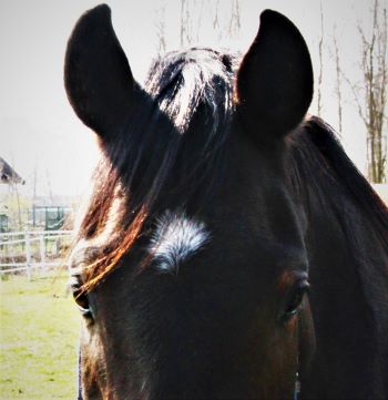 Nutrizione equina: I componenti analitici espressi nei cartellini dei mangimi, qual è il loro significato? 5 horse. 2
