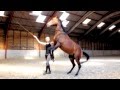 horse 0