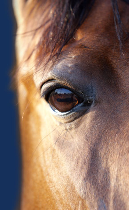 horse 1 1