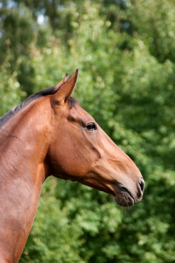 Salto ostacoli: una settimana densa di eventi internazionali chiude il mese di Febbraio 2021 5 horse 11