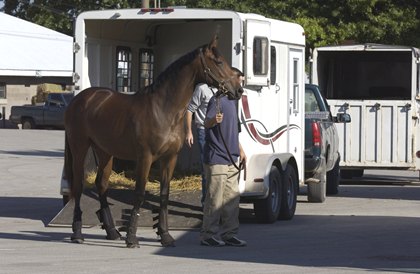 Attualità: accordo tra Gran Bretagna, Francia e Irlanda per snellire la burocrazia dei trasporti equini. 1 horse 2