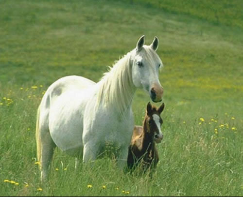 horse 3