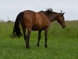 CONI presents latest project for the protection of horse welfare. 1 horse 6 1